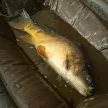 Fox Carpmaster Welded Cradle